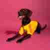 Maglietta Calcio Columbia Animale Domestico 2026