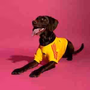 Maglietta Calcio Columbia Animale Domestico 2026