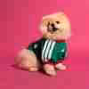 Maglietta Calcio Messico Animale Domestico 2026
